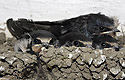 Swallows - main link
