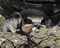 Swallow - main link