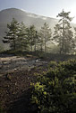 Foggy "Vlho" - main link