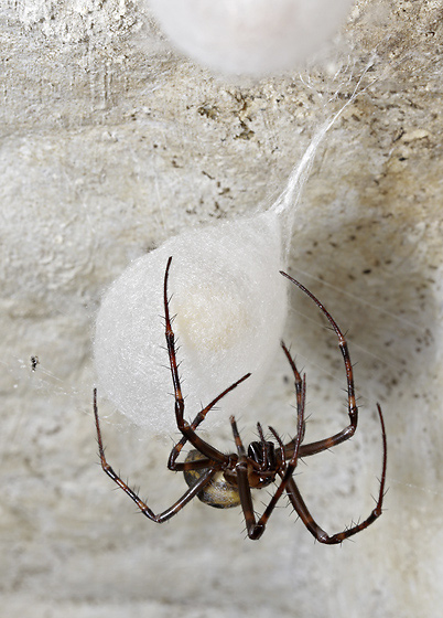 Female at the cocoon - smaller format