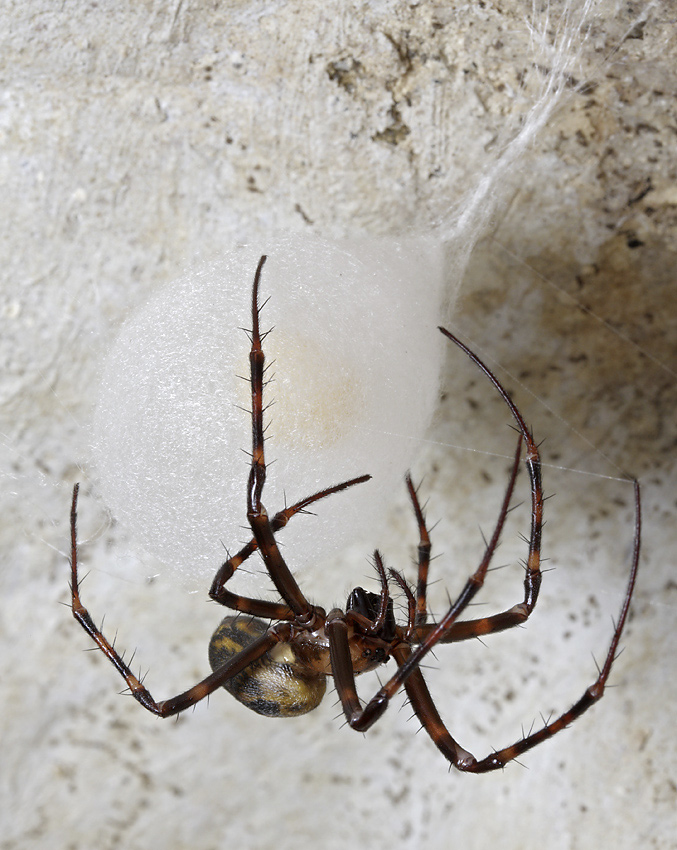 Female at the cocoon - larger format