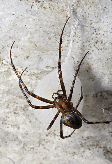 Female at the cocoon - smaller format