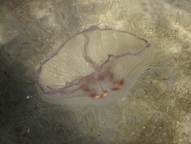 Jellyfish - smaller format