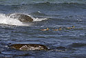 Ducks - main link