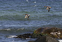 Ducks - main link