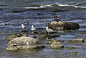 Birds - main link