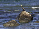 Cormorant - main link
