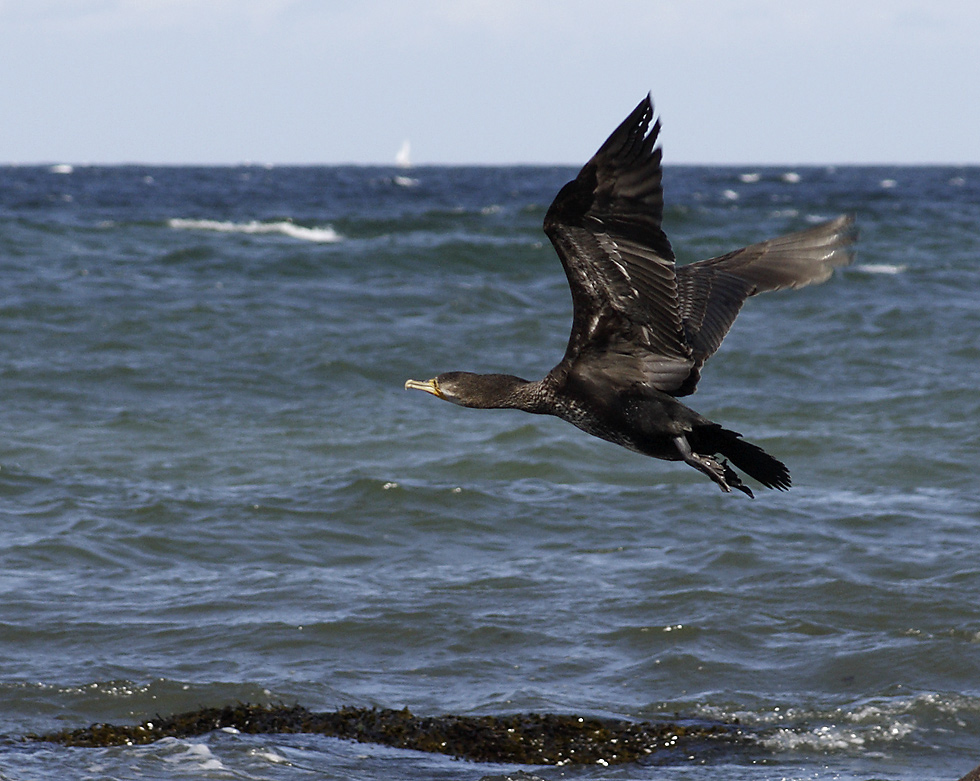 Cormorant - larger format