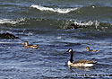 Wild goose - main link