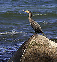 Cormorant - main link