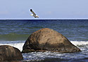 Seagull - main link