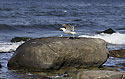 Seagull - main link