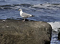 Seagull - main link