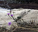 Cornflowers - main link