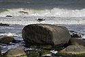 Seagull - main link