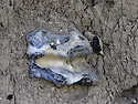 Flintstones in chalk - main link