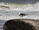Seagull - main link