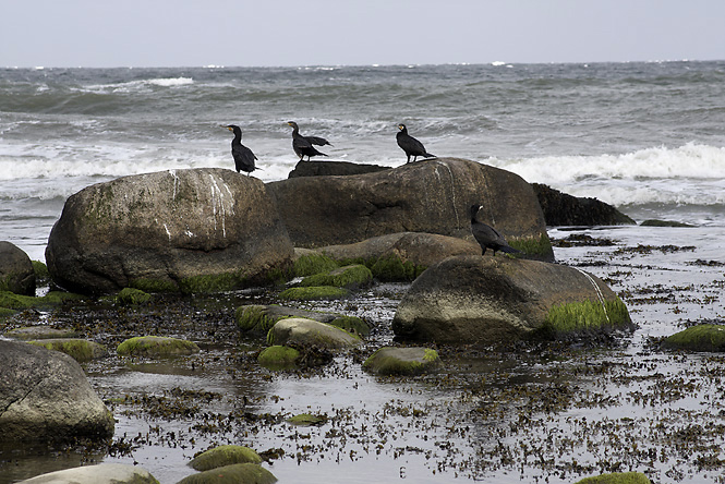 Cormorants - smaller format