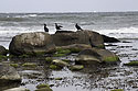 Cormorants - main link