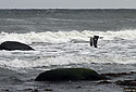 Seagull - main link