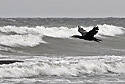 Cormorant - main link