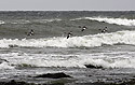 Wild gooses - main link
