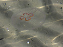Medúza - hlavní odkaz