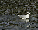 Seagull - main link