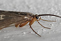 Caddis fly - main link