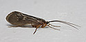 Caddis fly - main link