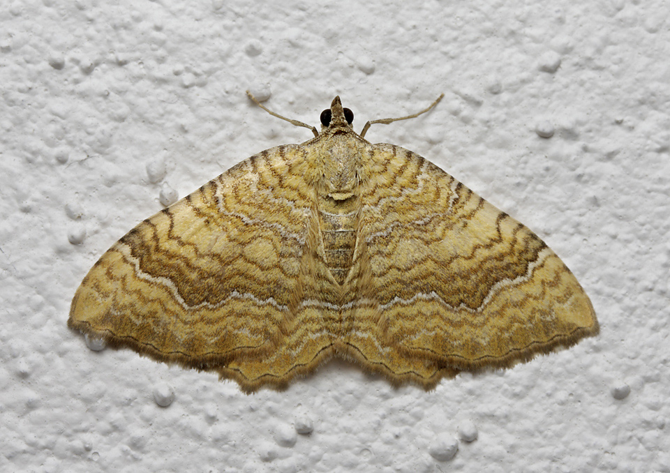 Yellow Shell - larger format