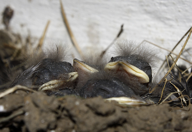 Nestlings - smaller format