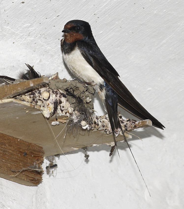 On the nest - larger format