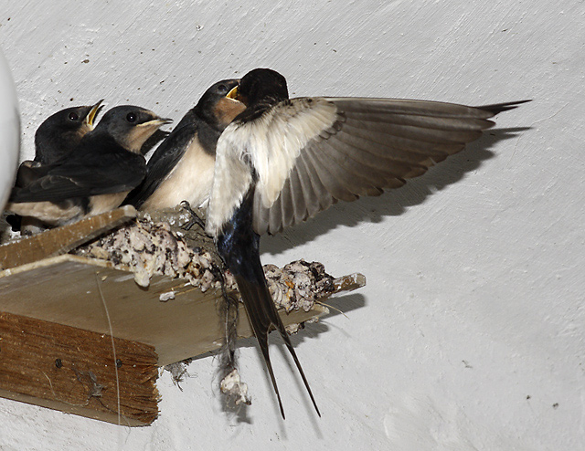 Feeding - smaller format