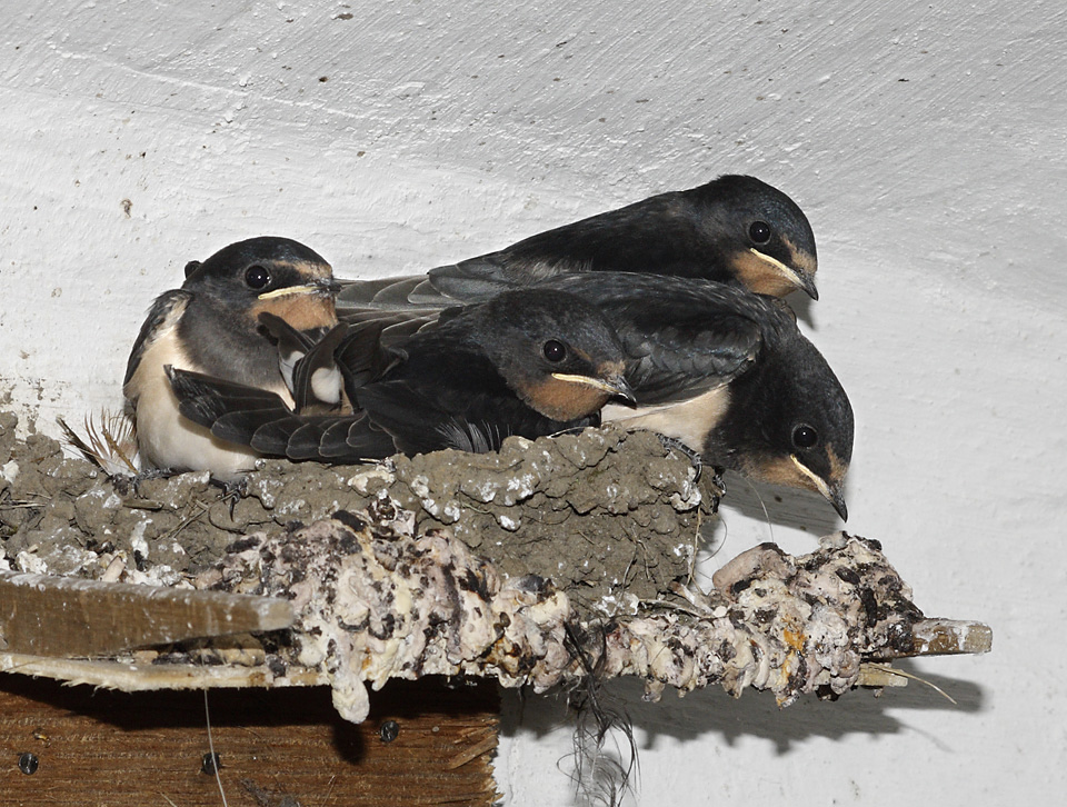 Awaiting of feeding - larger format