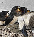 Feeding - main link