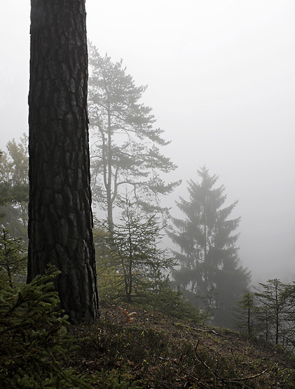 Morning in gray - smaller format