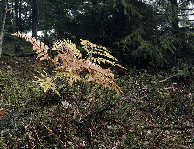 bracken - smaller format