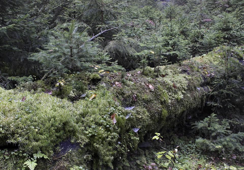 Zelená mikrodžungle - větší formát