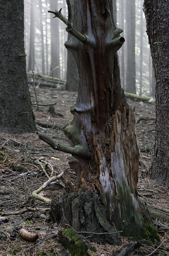 Kostra stromu - větší formát