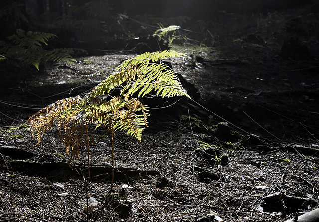 Fern - smaller format