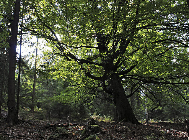 Bowing - smaller format