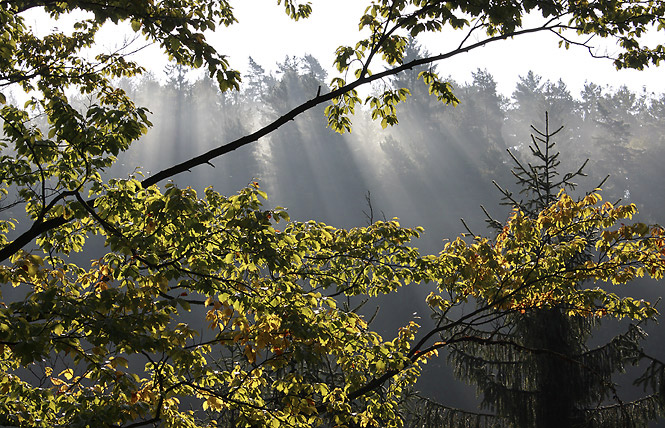 Light in branches - smaller format