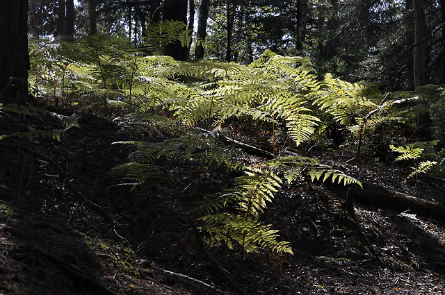 Fern - smaller format