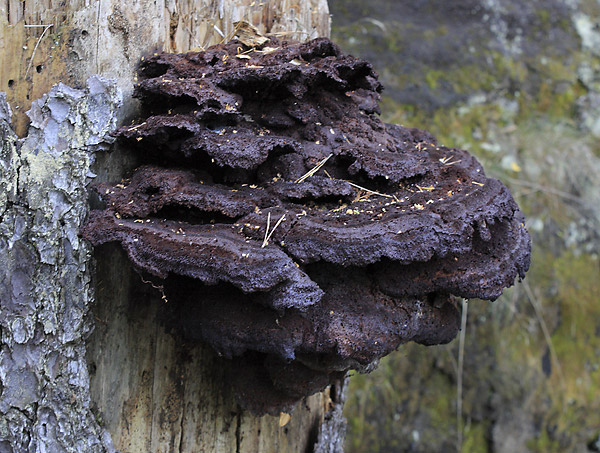 Polypore - smaller format