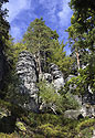 Borovice na skalch - hlavn odkaz