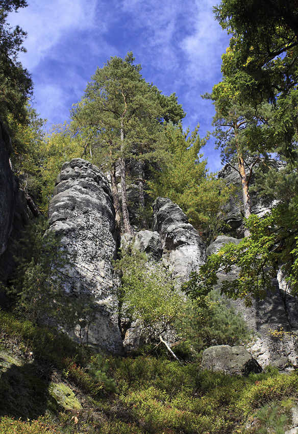 Borovice na skalách - větší formát