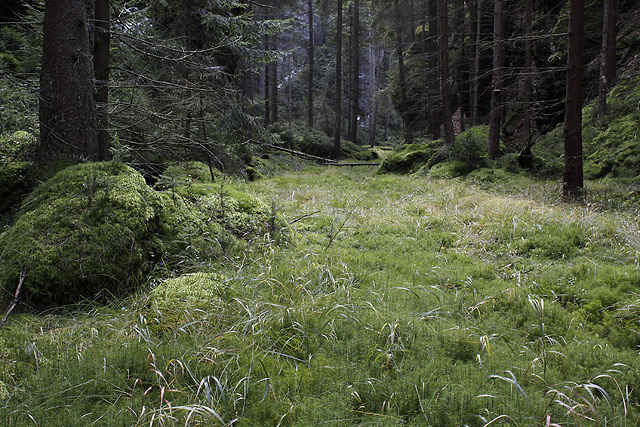 Peat bog - smaller format