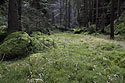 Raelinit - hlavn odkaz