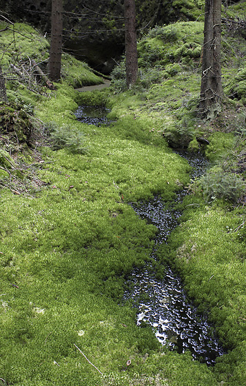 Mossy puddle - smaller format